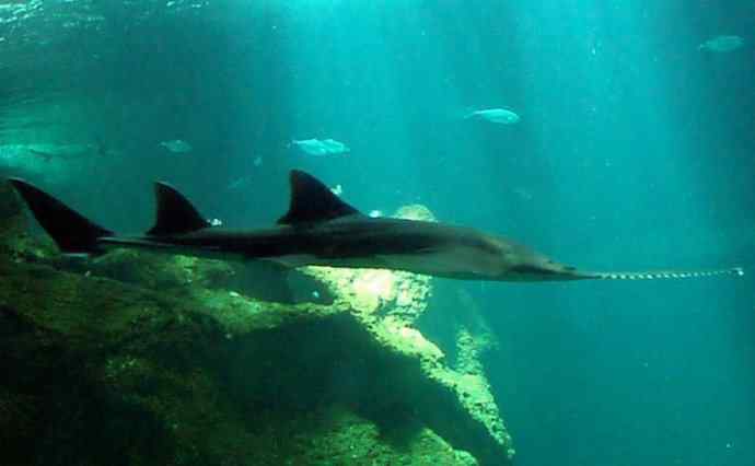 鱼类活化石：锯鳐