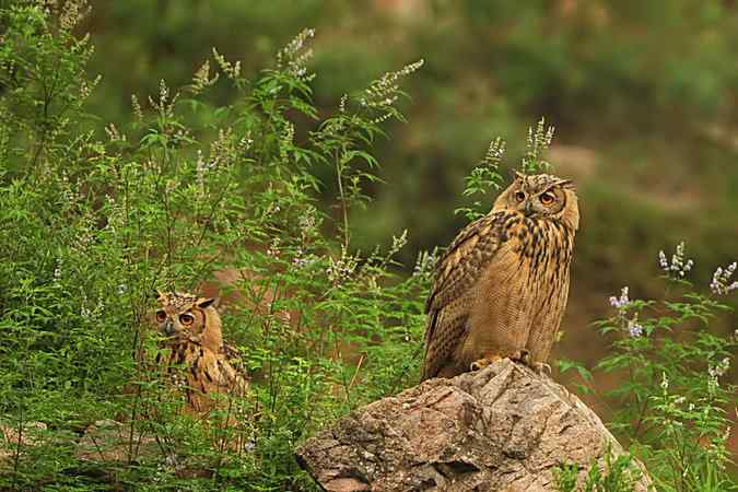 雕鸮15分钟内的憨态
