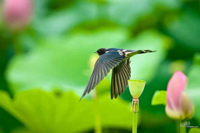 圆明园的小燕子