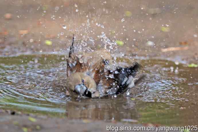 洗浴中的锡嘴雀（3）