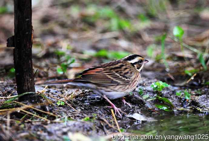 三道眉草鹀（1）