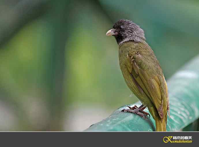 领雀嘴鹎【照片】