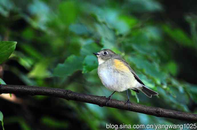雌性红胁蓝尾鸲（60）