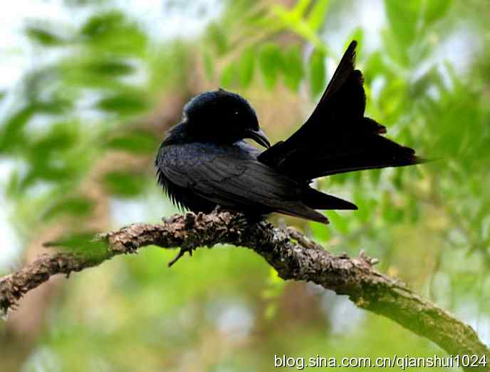 清仓晒鸟儿 清仓晒鸟儿