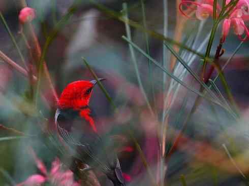 极品红色鸟类：绯红摄蜜鸟