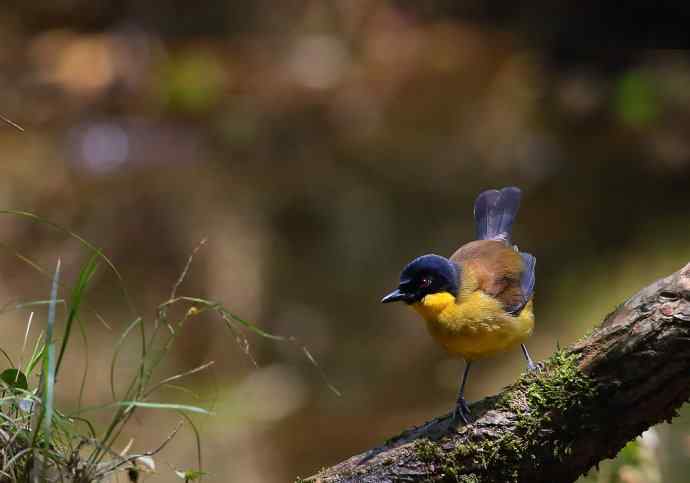 【半日相逢世界濒危小鸟---黄喉噪鹛】