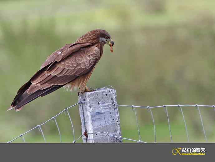红原大草原的鈥満陴扳