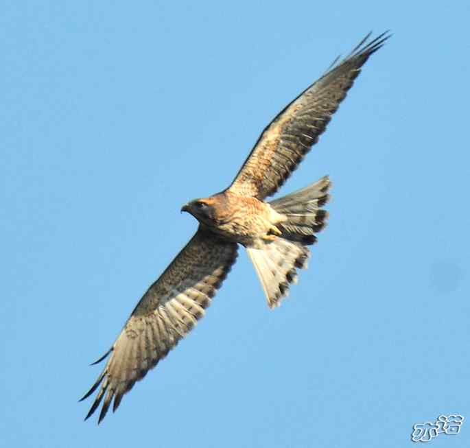 北京西山&nbsp;wbr路&nbsp;wbr苍鹰