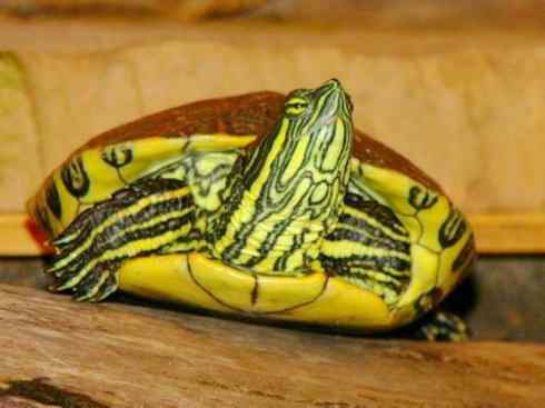 玄武：传说的兽原型探秘（水龟）