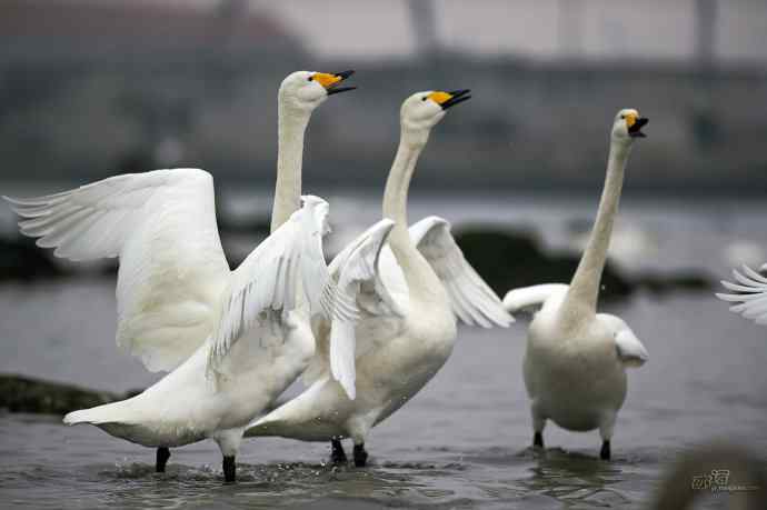 烟墩角&nbsp;wbr路&nbsp;wbr再次与大天鹅亲密相处