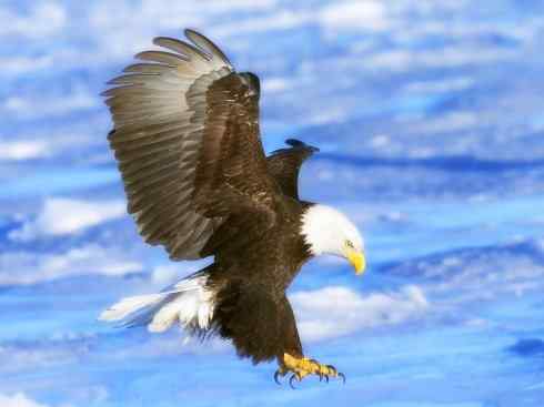 白头鸟系列：另类的美丽（白头海雕）