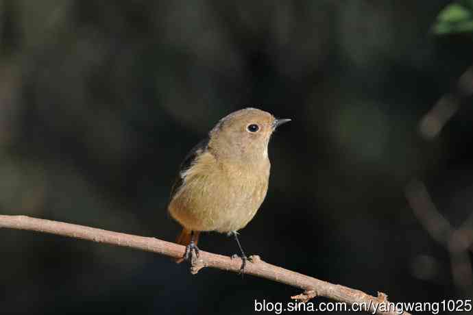 雌性北红尾鸲（3）