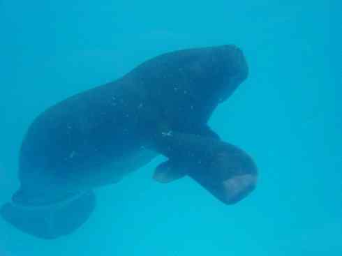 美人鱼：传说的兽原型探秘（海牛）