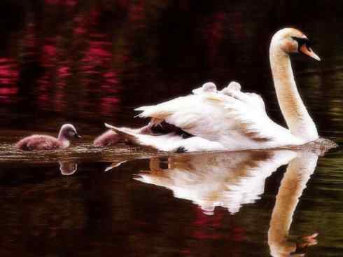 家禽驯化之源之十一