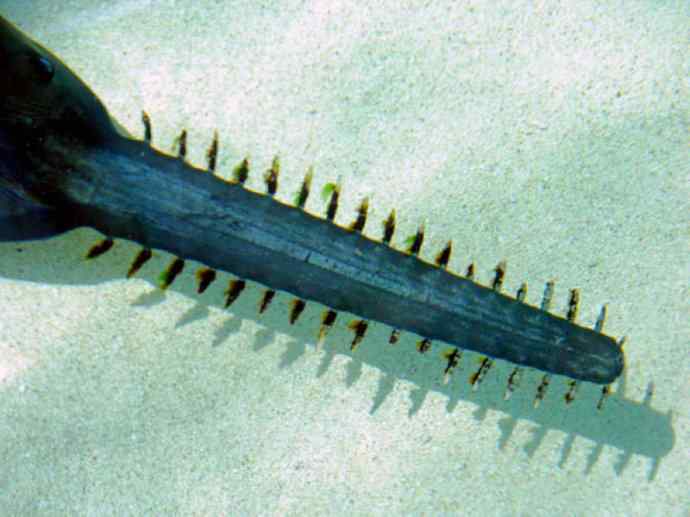 鱼类活化石：锯鳐