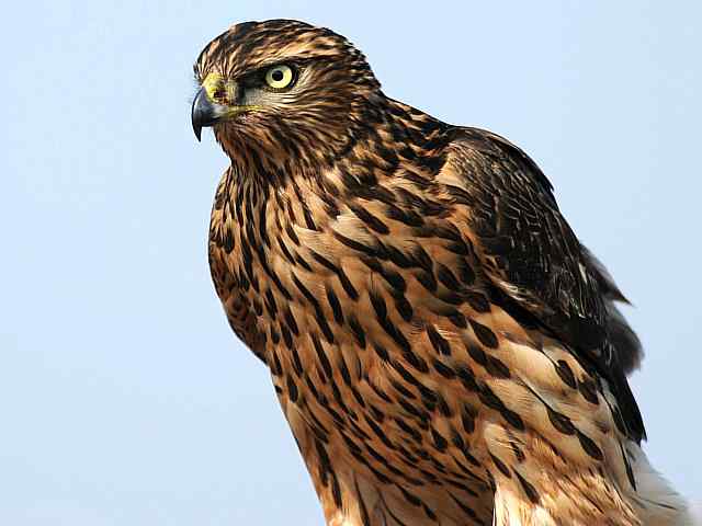 浅水湾观猛零距离