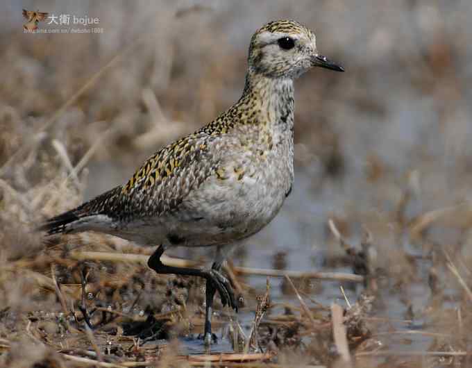 野鸭湖：金斑鸻