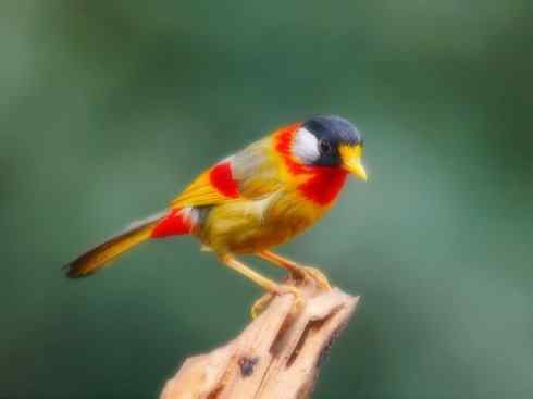 家禽驯化之源之十五 家禽驯化之源之十五