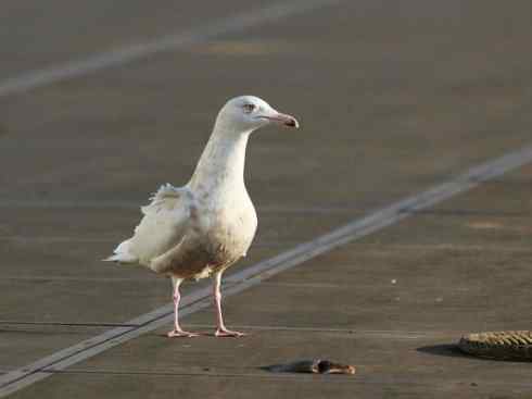 白头鸟系列：另类的美丽（黑背鸥）