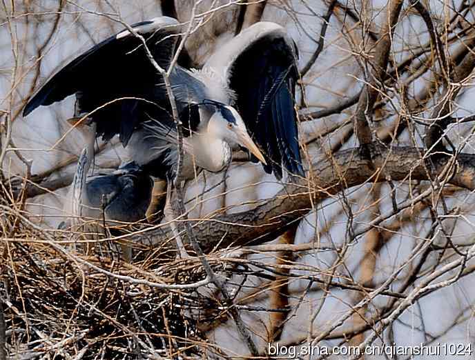 苍鹭.枝条后面一对对