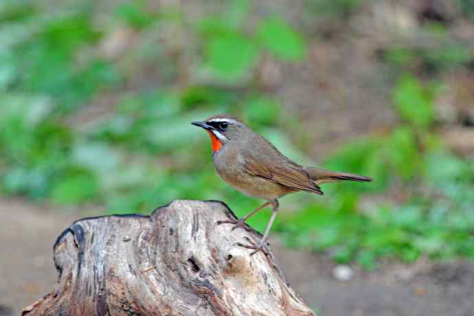 雄性红喉歌鸲(4) 雄性红喉歌鸲(4)