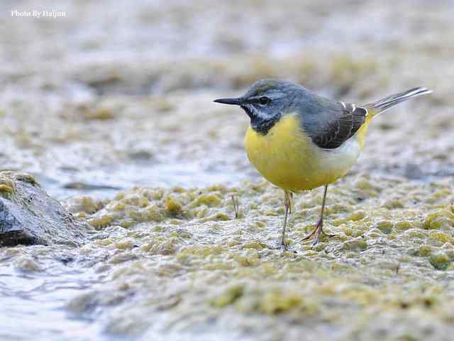 房山十渡(灰鹡鸰) 房山十渡(灰鹡鸰)