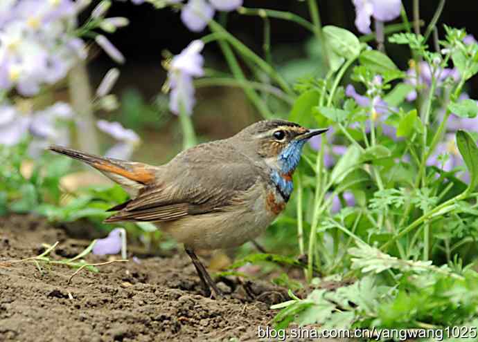 蓝喉歌鸲 wbr1 蓝喉歌鸲 wbr1