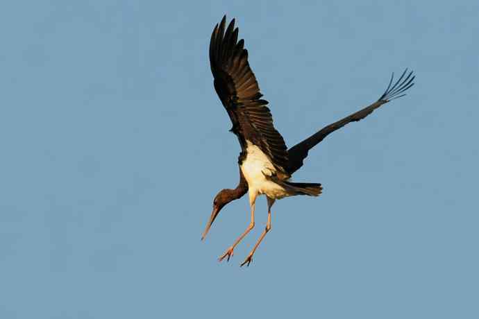 黑鹳空降--贺鈥湻肾桠澓侥钙鸾党晒