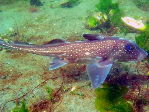 鱼类活化石：银鲛