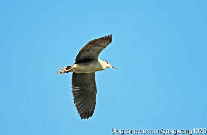 夜鹭（库存片）