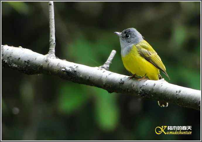 小鸟鈥湻轿阐l鈥潯菊掌