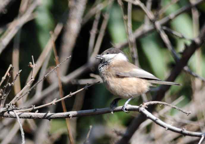 大年初一好收获(褐头山雀记录版) 大年初一好收获(褐头山雀记录版)