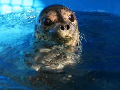 自然奇观：动物大迁徙(鳍足类)