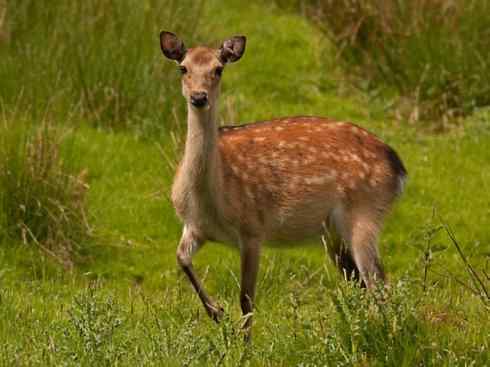 麒麟:传说的兽原型探秘(梅花鹿) 麒麟:传说的兽原型探秘(梅花鹿)
