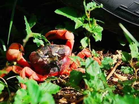 自然奇观:动物大迁徙(红蟹) 自然奇观:动物大迁徙(红蟹)