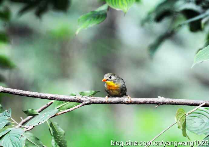 又遇相思鸟(2) 又遇相思鸟(2)