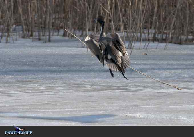 【新鸟】针尾鸭和白河湾的几只鸟