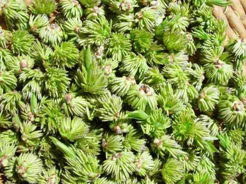 鱼类活化石：匙吻鲟科