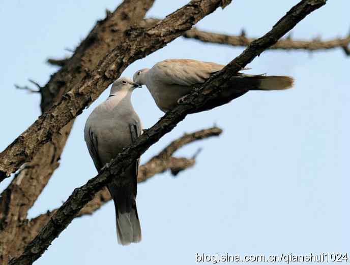 清仓晒鸟儿 清仓晒鸟儿