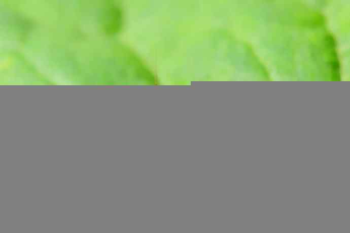 虫虫世界鈥斺敾耄ㄓ壮妫