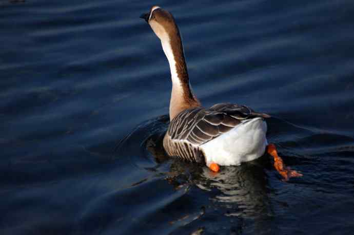 留在北京的鸿雁（随拍）