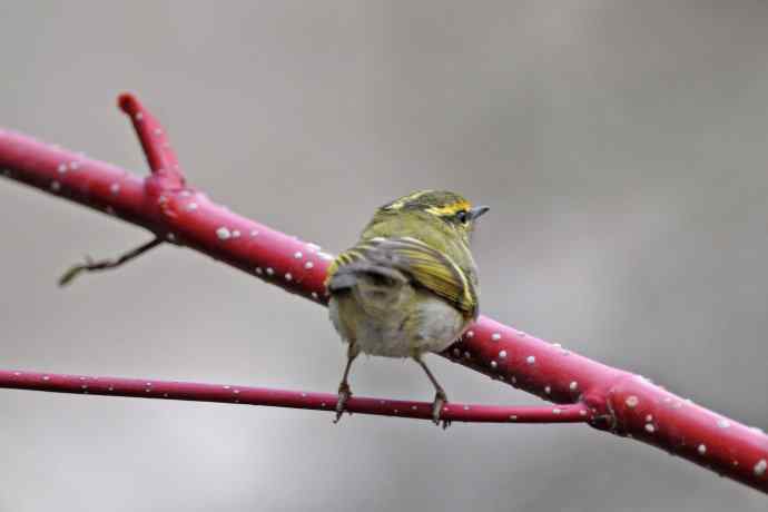 黄腰柳莺（25）