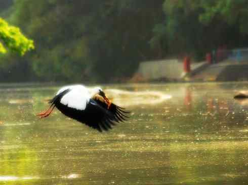 猎奇：奇特的鸟喙之六