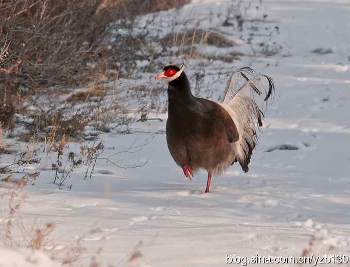 闪亮登场&bull;褐马鸡&bull;国家一级（组图，20张图片）