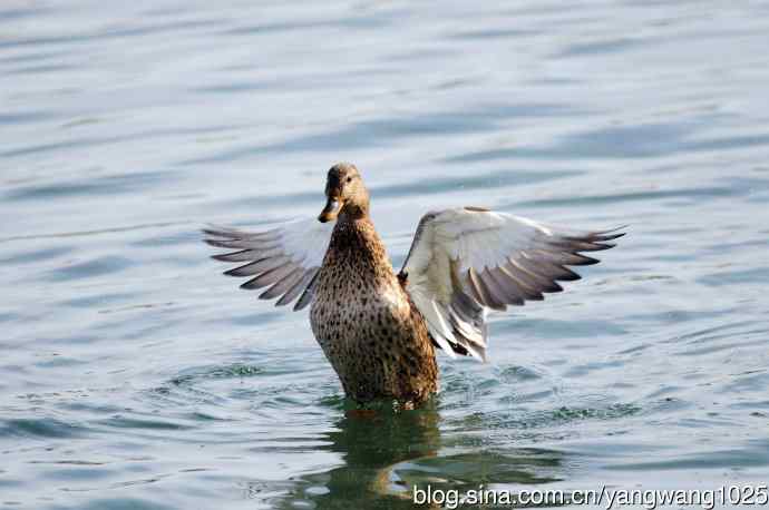 绿头鸭(2) 绿头鸭(2)