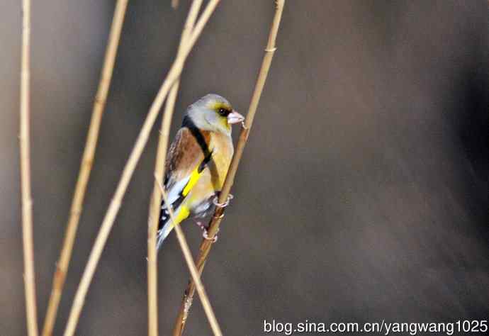 期盼（随拍金翅鸟）
