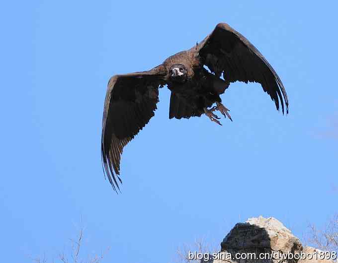 走近秃鹫：一段撼人心魄的拍摄经历