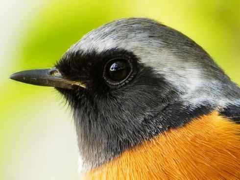 美丽无罪：雀鸟之红尾鸲