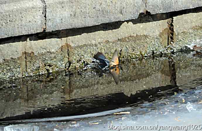 捕鱼全过程（纪实）