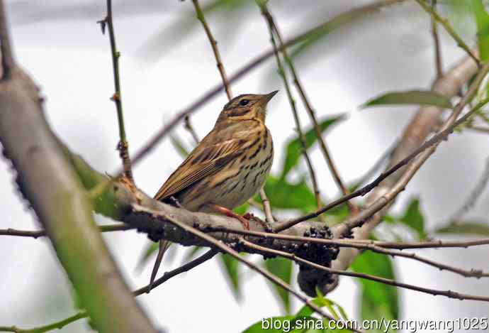 矛斑蝗莺（记录版）